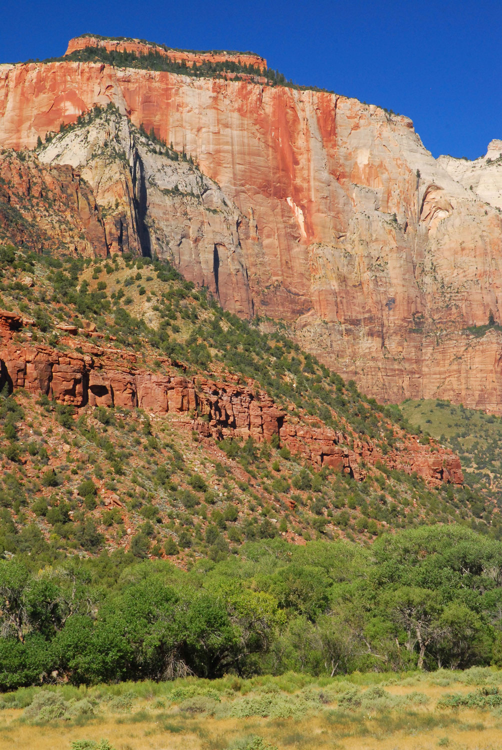 Zion Region, red cliffs and riparian trees